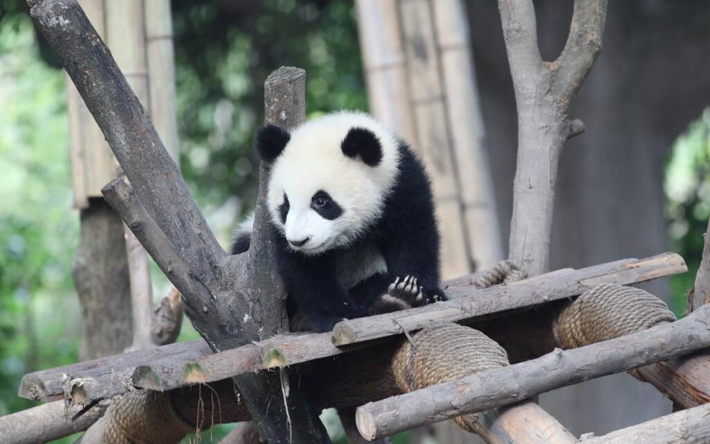 Festival Panda Internasional Digital Pertama akan Gelar Mulai 3 November di Kota Meishan,Cina