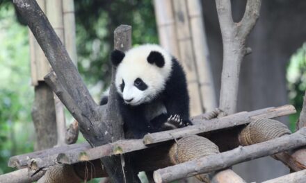 Festival Panda Internasional Digital Pertama akan Gelar Mulai 3 November di Kota Meishan,Cina