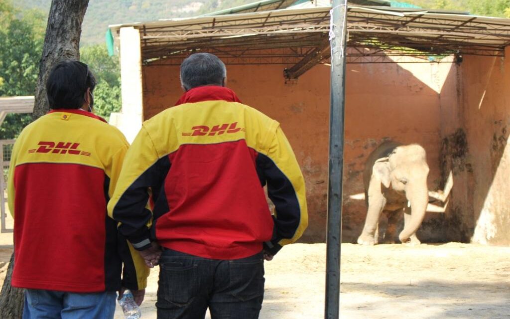 DHL Sukses Merelokasi Kaavan, Gajah Asia Berusia 36 tahun ke Kamboja