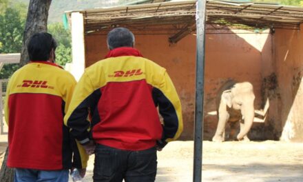 DHL Sukses Merelokasi Kaavan, Gajah Asia Berusia 36 tahun ke Kamboja