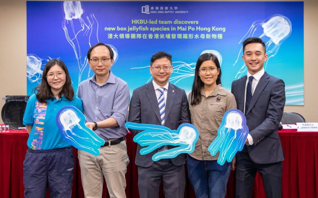 Tim yang Dipimpin Hong Kong Baptist University Temukan Spesies Baru Ubur-ubur Kotak di Mai Po Hongkong