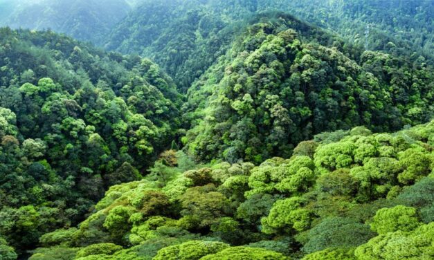 Qianjiangyuan: ‘Hutan Hujan Amazon di Tiongkok’ Menjadi Contoh Inovatif Perlindungan Ekologi