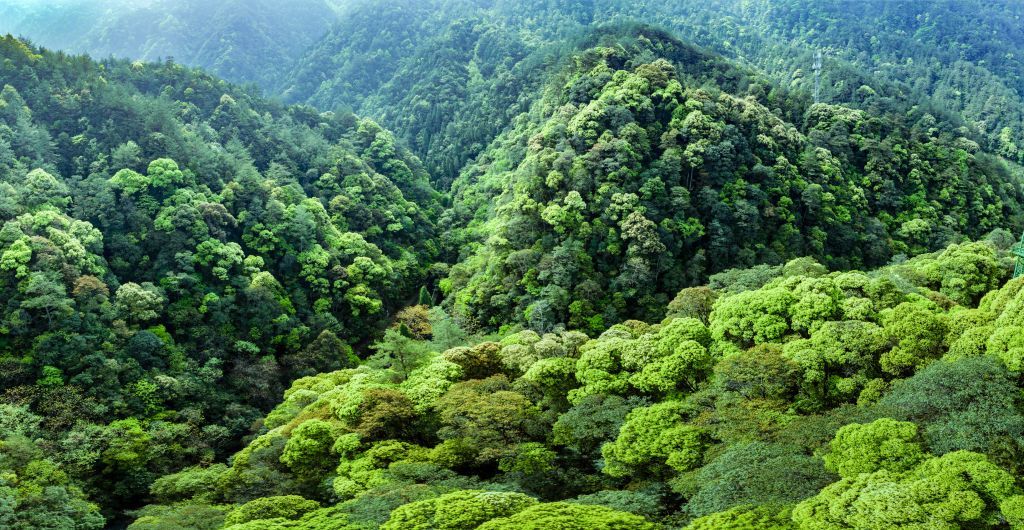 Qianjiangyuan: ‘Hutan Hujan Amazon di Tiongkok’ Menjadi Contoh Inovatif Perlindungan Ekologi