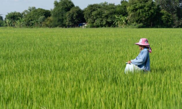 DFI Retail Group Luncurkan Program Percontohan Pertanian Padi Rendah Kabon untuk Mengurangi Emisi Gas Rumah Kaca Setidaknya 30%
